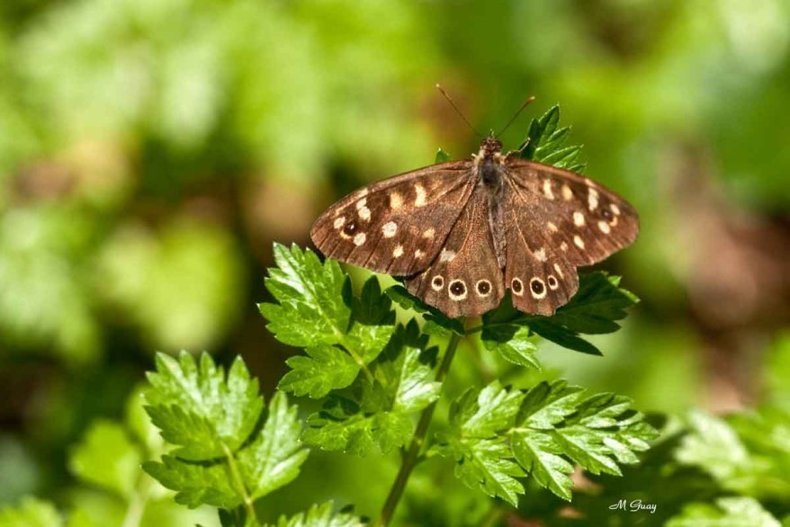 papillon-tircis-0025.jpg