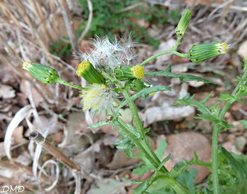 Senecio vulgaris subsp. vulgaris - séneçon commun