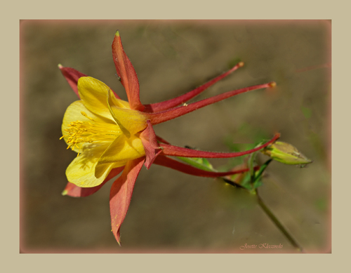 Fleurs du jardin...