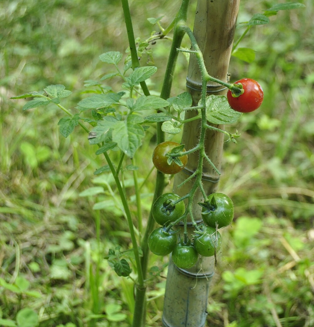 Ma première tomate