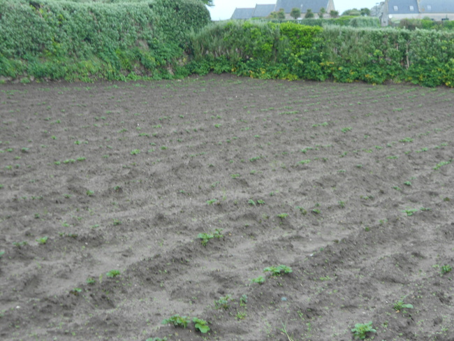 L'Ile de Batz et sa pomme de terre primeur ... !!!