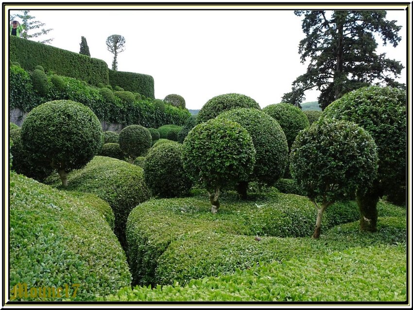 Les buis des jardins de Marqueyssac 3/3