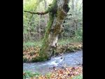 La randonnée du 11 novembre en forêt de Grimbosq