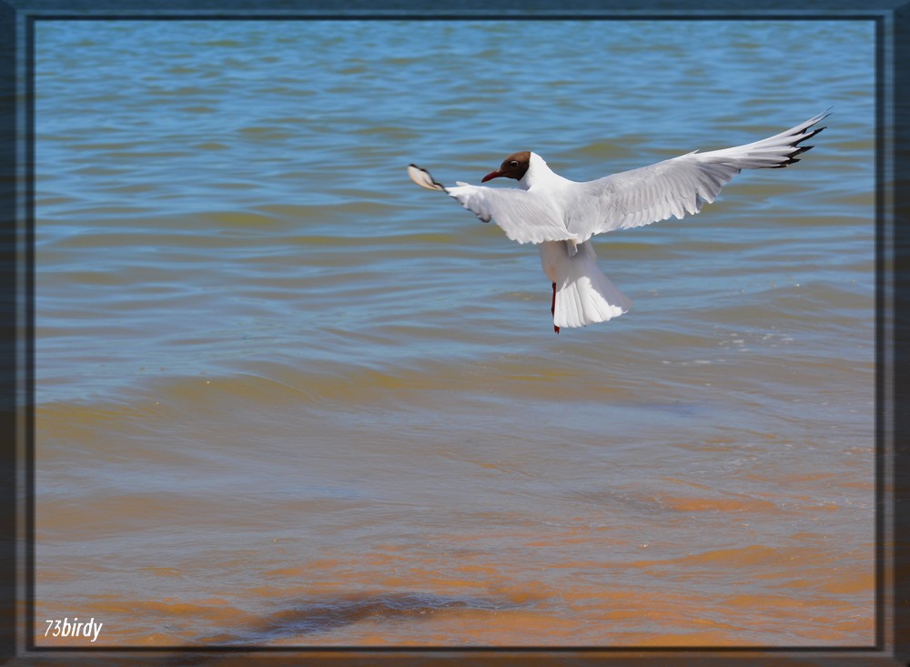 Ne m'appelez plus "mouette"