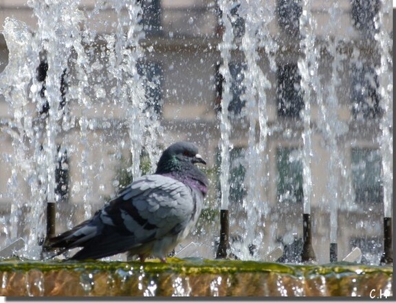 Pigeon-bain.jpg