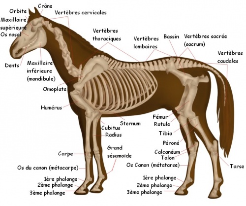 Comparaison squelette homme/cheval