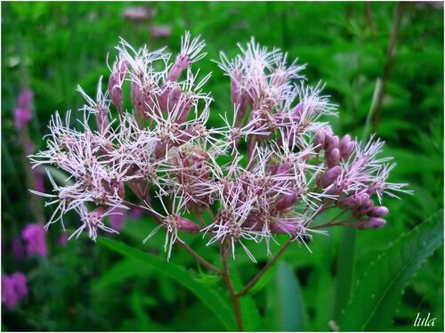 Flore du Québec