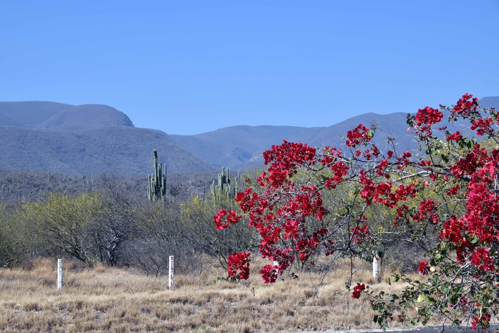 Sur la route d'Oaxaca - Cactus et bougainvillier