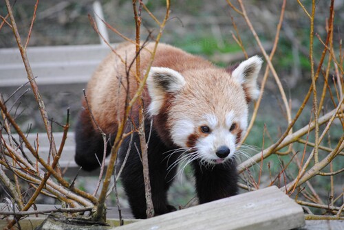 Le Panda Roux.