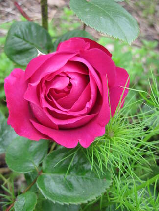 rose pourpre ' Chartreuse de Parme ' de Delbard ( Delviola )