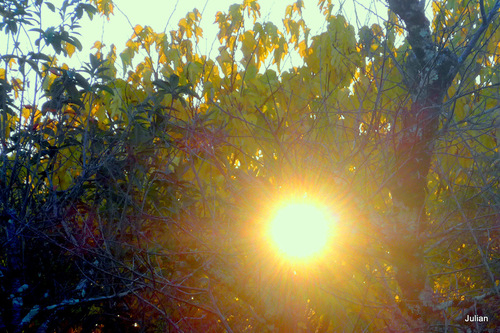 Soleil dans les branches