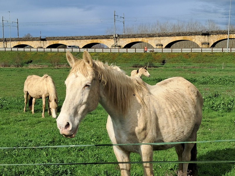 des photos de mes amis les chevaux 