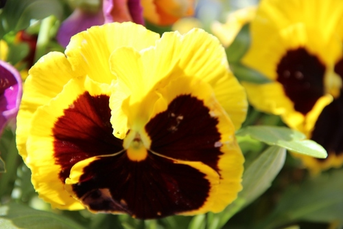 Jaune au jardin