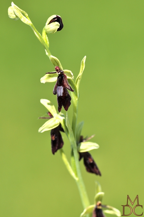 OPHRYS " MOUCHE "