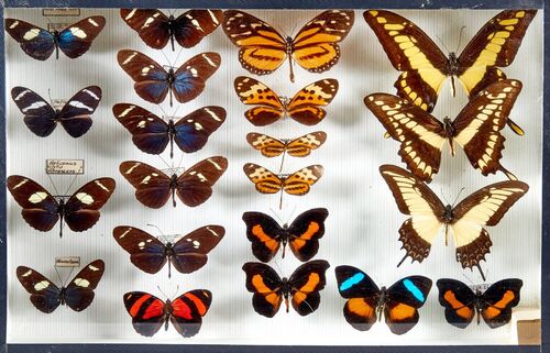 LEPIDOPTERES 5