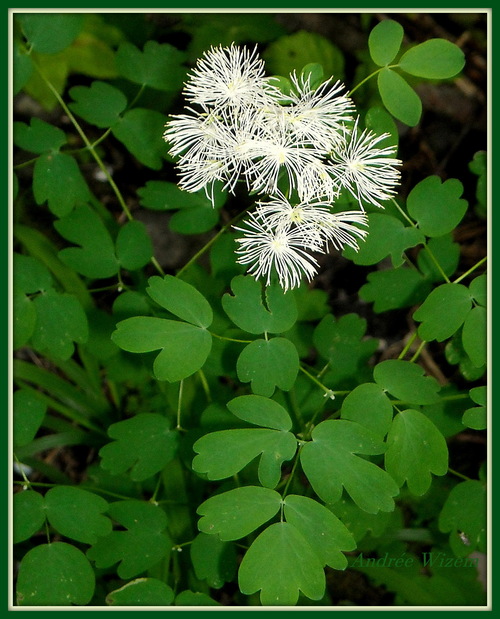 Image 114...Bordures 10...Fleurs des Alpes 2009...