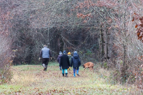 Promenades en forêt