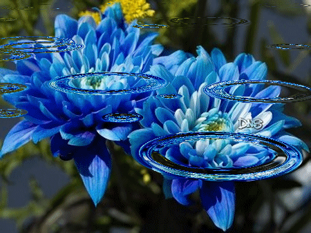 Le Lotus Bleu 