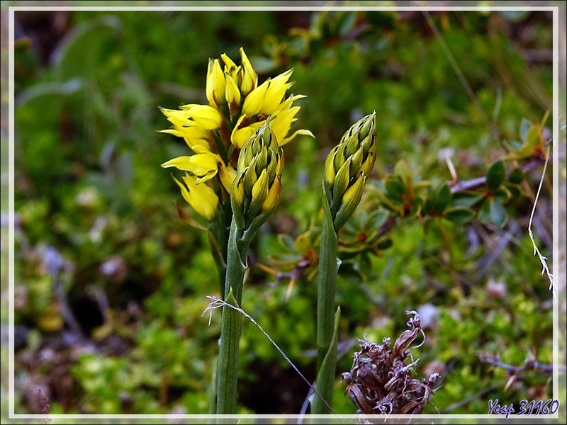 Orchidée jaune (Gavilea Lutea ??) prête à éclore - Peninsula de Magallanes - Patagonie - Argentine