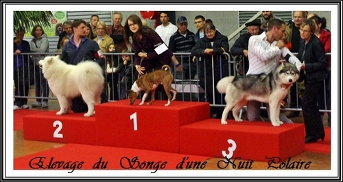 Exposition canine de Castres (18 octobre 2015)