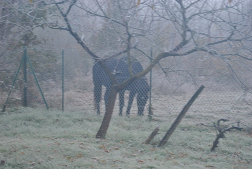 UN MATIN D'HIVER DANS MA BULLE 