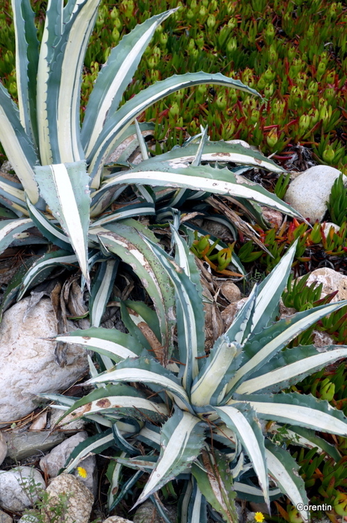 Une belle agave !