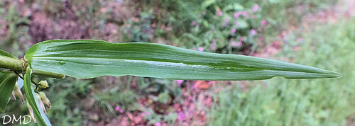 Polygonatum verticillatum  -  sceau de Salomon verticillé