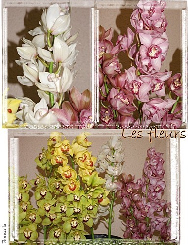 2011_29-11-lumiere-decomposee-22-fleurs-orchidee.jpg