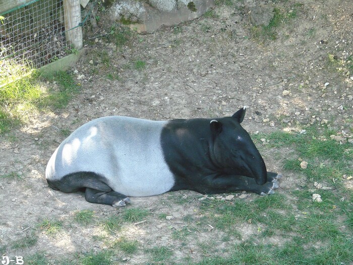 Zoo de Beauval,