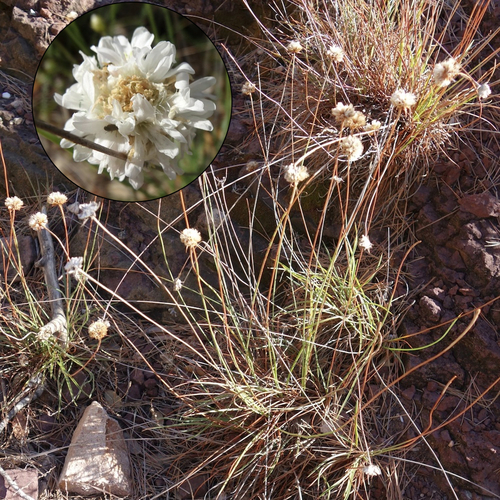 Arméria du Pradet. En médaillon, une inflorescence photographiée plus tôt en saison