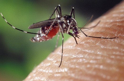 Moustique, Femelle, Aedes Albopictus