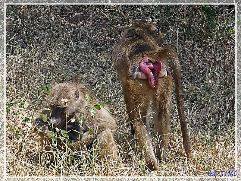 Babouin chacma femelle, Chacma baboon (Papio ursinus) et son bébé - Safari terrestre - Parc National de Chobe - Botswana