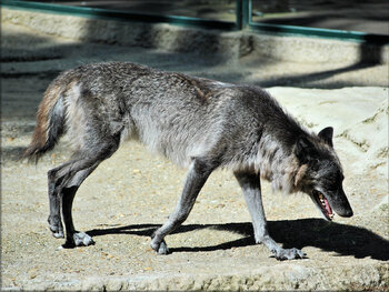 Photo de Loup de Mackensie (Zoo de la Palmyre)