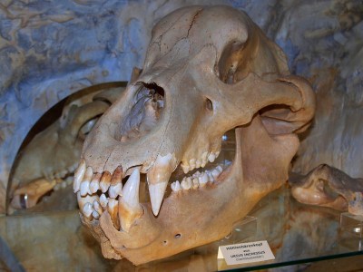 OURS des CAVERNES, géant disparu.