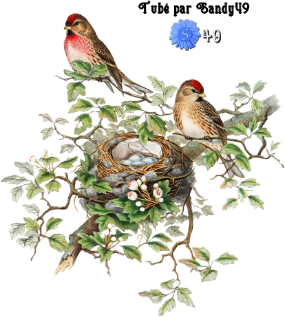 Mes tubes Animaux.. Oiseaux