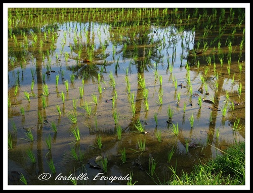 06 Août 2014 - Ubud... les rizières toujours trop belles...