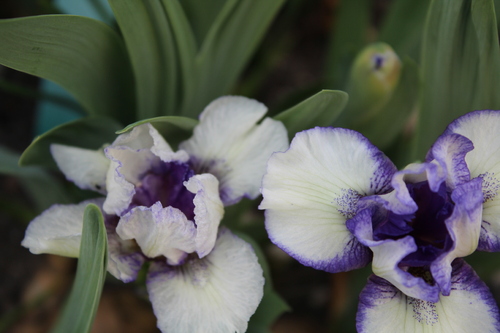 1ers iris