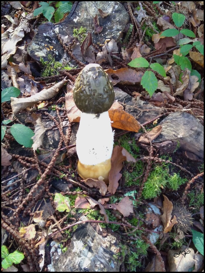  Phallus impudicus.