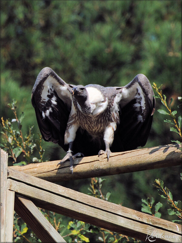 Photos Vautours au spectacle du Zoo de la Flèche