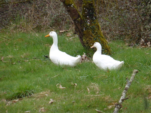 - Quelques images du printemps -