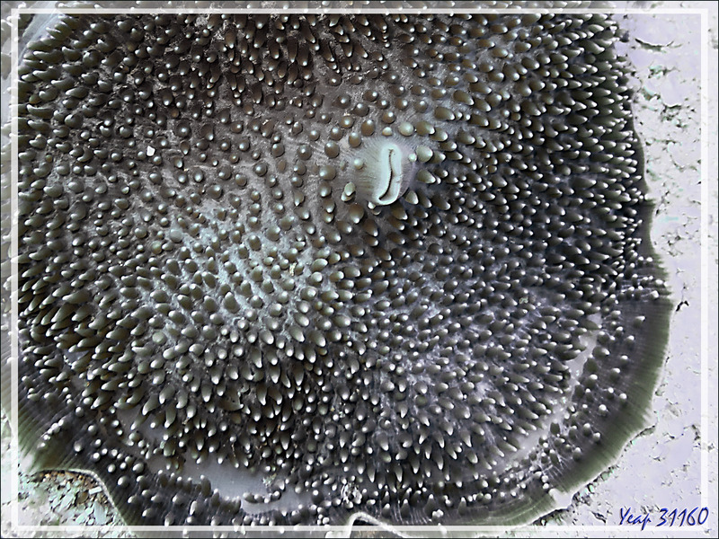 Anémone oreille d'éléphant, Giant mushroom anemone, Elephant's ear anemone (Amplexidiscus fenestrafer) - Baleine - Tsarabanjina - Mitsio - Madagascar