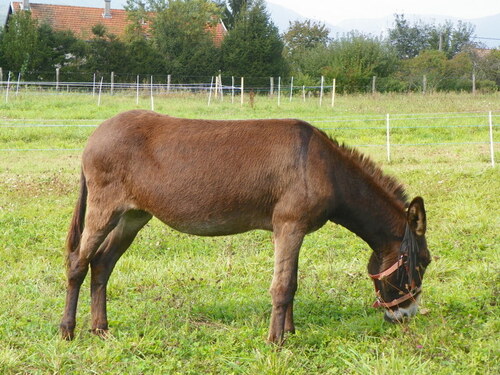 Fête de l'Âne 2012 ( 2 )