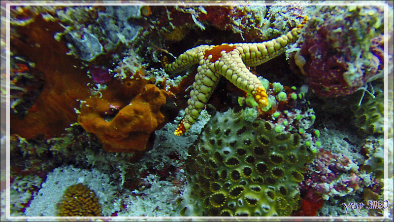 Etoile de mer élégante, Elegant sea star (Fromia nodosa) - Moofushi Kandu - Atoll d'Ari - Maldives