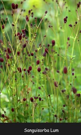 Vente de graines au profit de la Roseraie : Anthriscus 'Ravenswing' + bisannuelles + vivaces