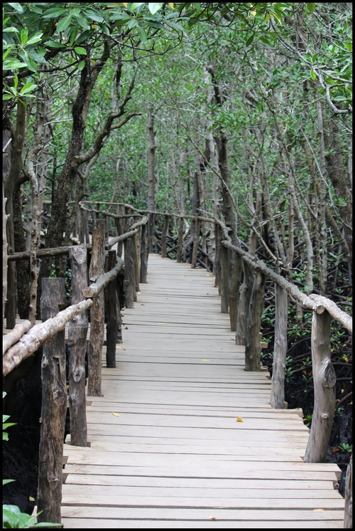 Jozani forêt, Zanzibar. La mangrove. Octobre 2023.