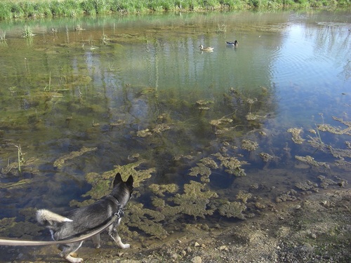 Premieres découvertes de la Forêt et plan d'eau de Briey