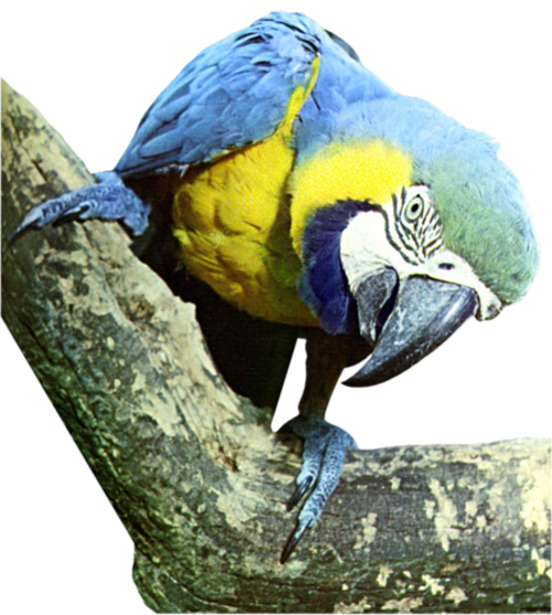 Oiseaux (  exotiques ) 3