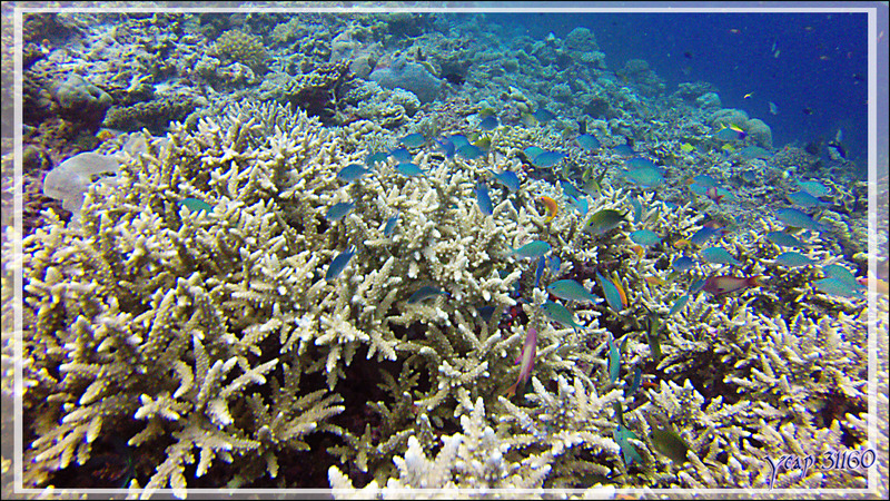 Chromis bleu-vert ou Demoiselle verte ou Castagnole bleu-vert, Bluegreen chromis (Chromis viridis) - Spot Athuruga Reef - Atoll d'Ari - Maldives