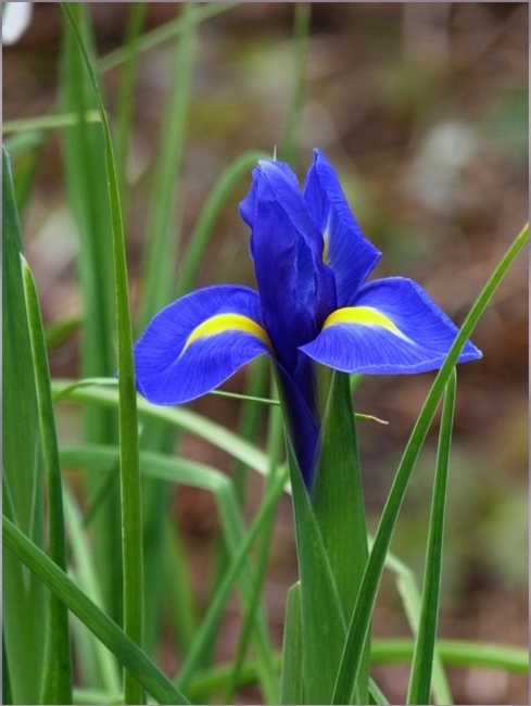 Floraison au parc 