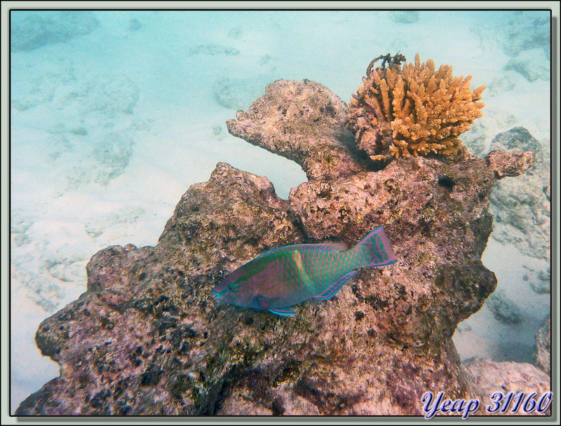 Poisson perroquet - Raira Lagon - Atoll de Rangiroa - Tuamotu - Polynésie française